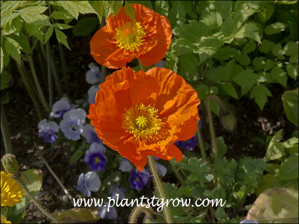Spring Fever Orange Poppy